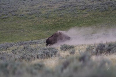 More dust and bison