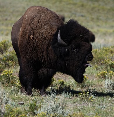 Bison profile