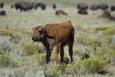 Baby bison
