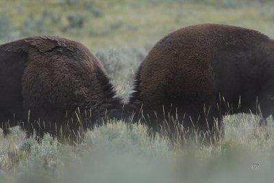 Fighting Bisons