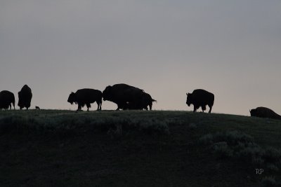 Bison sunset