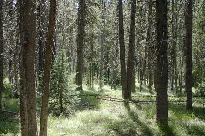 More Lodgepole woods