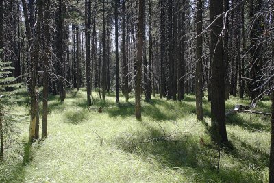 More Lodgepole woods