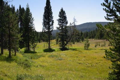 Shoshone Lake hike meadows Take 2