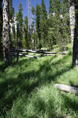 Riddle Lake hike - woods