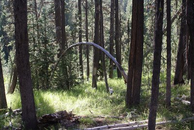 More Lodgepole forest