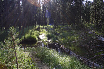 Sun setting between lodgepole pines