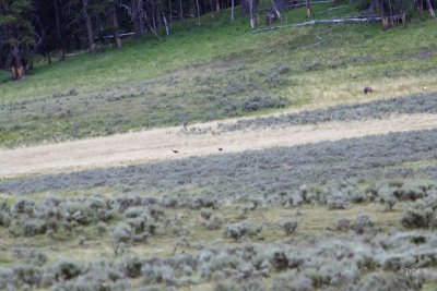 Can you see the bears? 