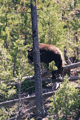 Black bear take 2