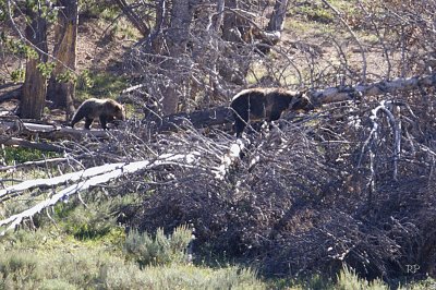 Grizzly Sow and Cub