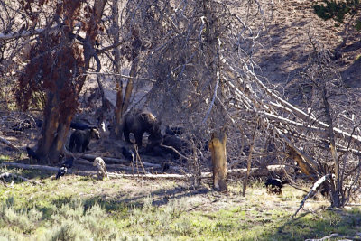 Feeding on bison carcass