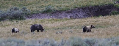 Skinny mom with 2 well fed cubs