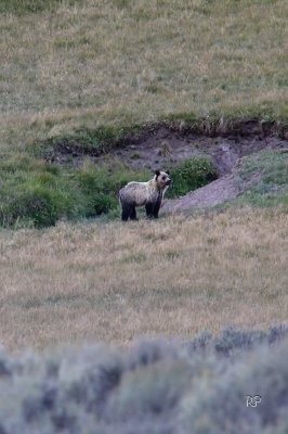 Proud Little Grizzly