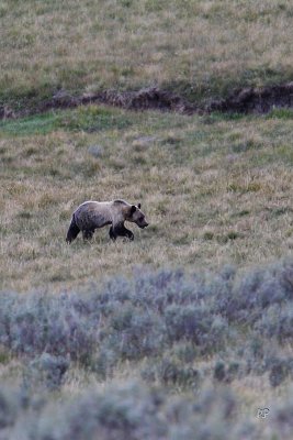 Cub walking alone