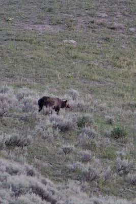 Distant view of a different grizzly cub