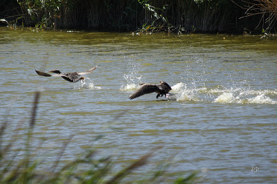 Cormorant Take-Off