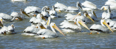 White Pelicans Take 2