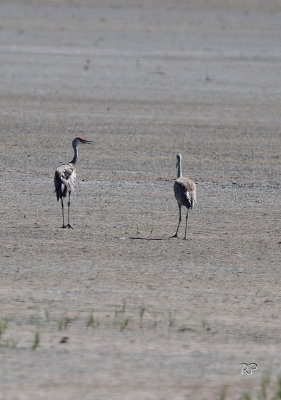 Sandhill Conversation