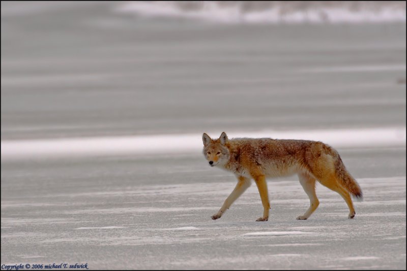 Fox walking on Mississippi