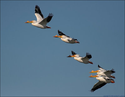 American White Pelicans