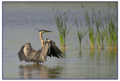 Great Blue Heron Drying Out