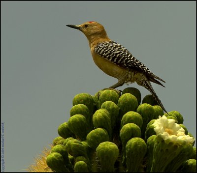 Gila Woodpecker 001