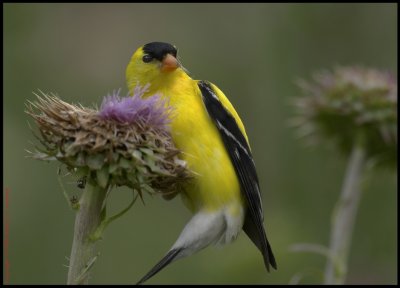 American Goldfinch Enjoying a snack