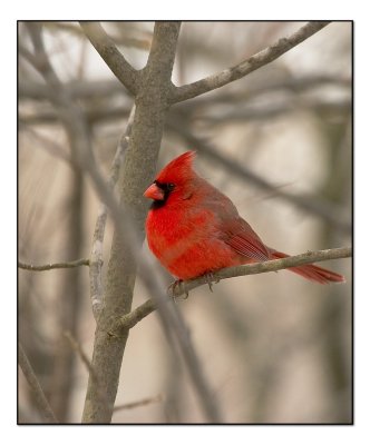 Wintering Cardinal