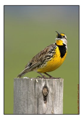 Singing Eastern Meadowlark   [Re-worked]