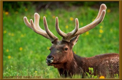 Bull Elk in Fresh Velvet  002