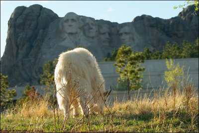 Mt. Rushmore Visitor