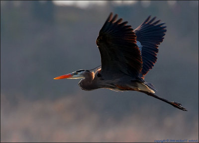 Great Blue Heron Silhouetted with backlit sun