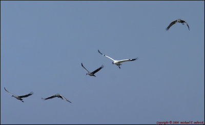 Whooping Crane in Flight 003