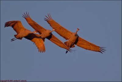 Three Masked Cranes Flying in during Sunrise