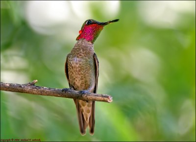 Male Rufus Humingbird