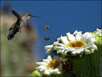 Hummingbird and Friends