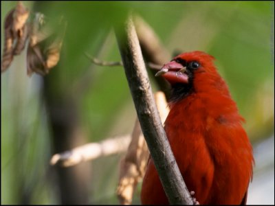 Hungry and noisy Male Northern Cardinal