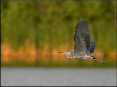 Great Blue Heron Take Flight