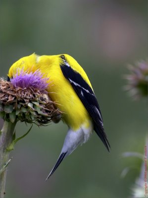 Male American GOldfinch enjoying some Thistle.