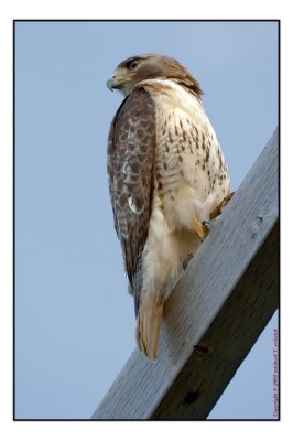 Redtail Hawk