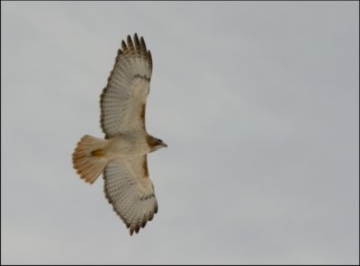 Reattail Hawk in flight