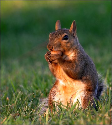 It's MY Nut!  Now Go Away!