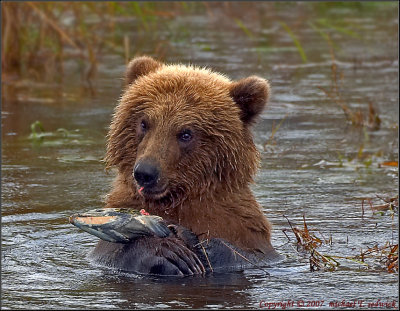 Fresh Meat!