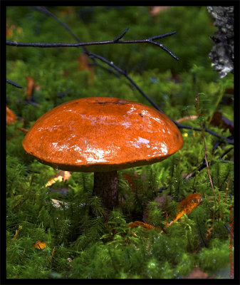 Alaska has Over 400 varieties of Mushrooms...
