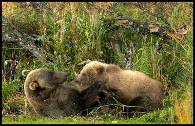 Mom feeding one of her cubs.