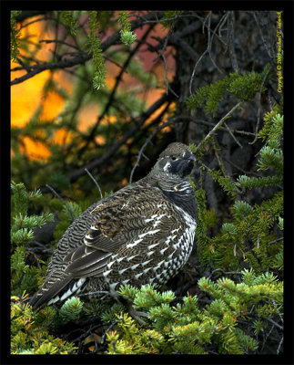 Grouse hiding from the rain in Denali