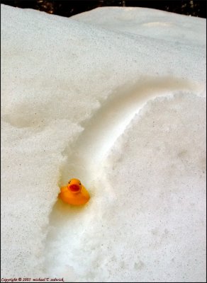 Ducky on a Toboggan run!