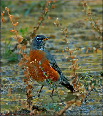 Robin playing in Geyser ground waters