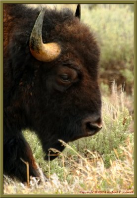 Buffalo 002