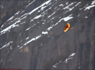 Lazy Afternoon Gliding